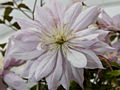 Clematis Violet Elizabeth IMG_4344 Powojnik